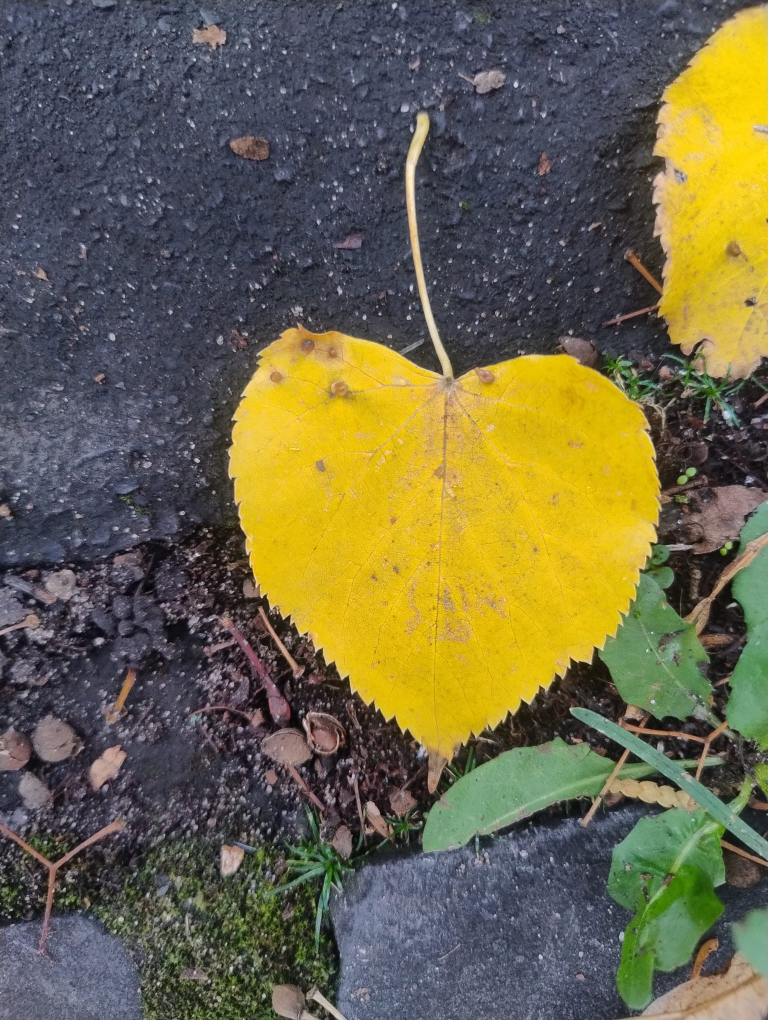 Herzförmiges Blatt in der Natur