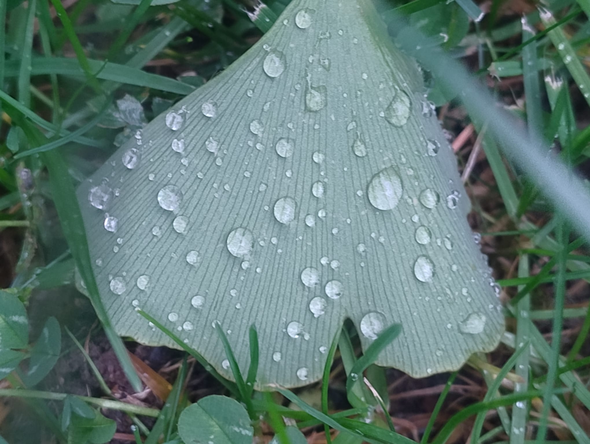 Ginkgoblatt mit Regentropfen im Gras