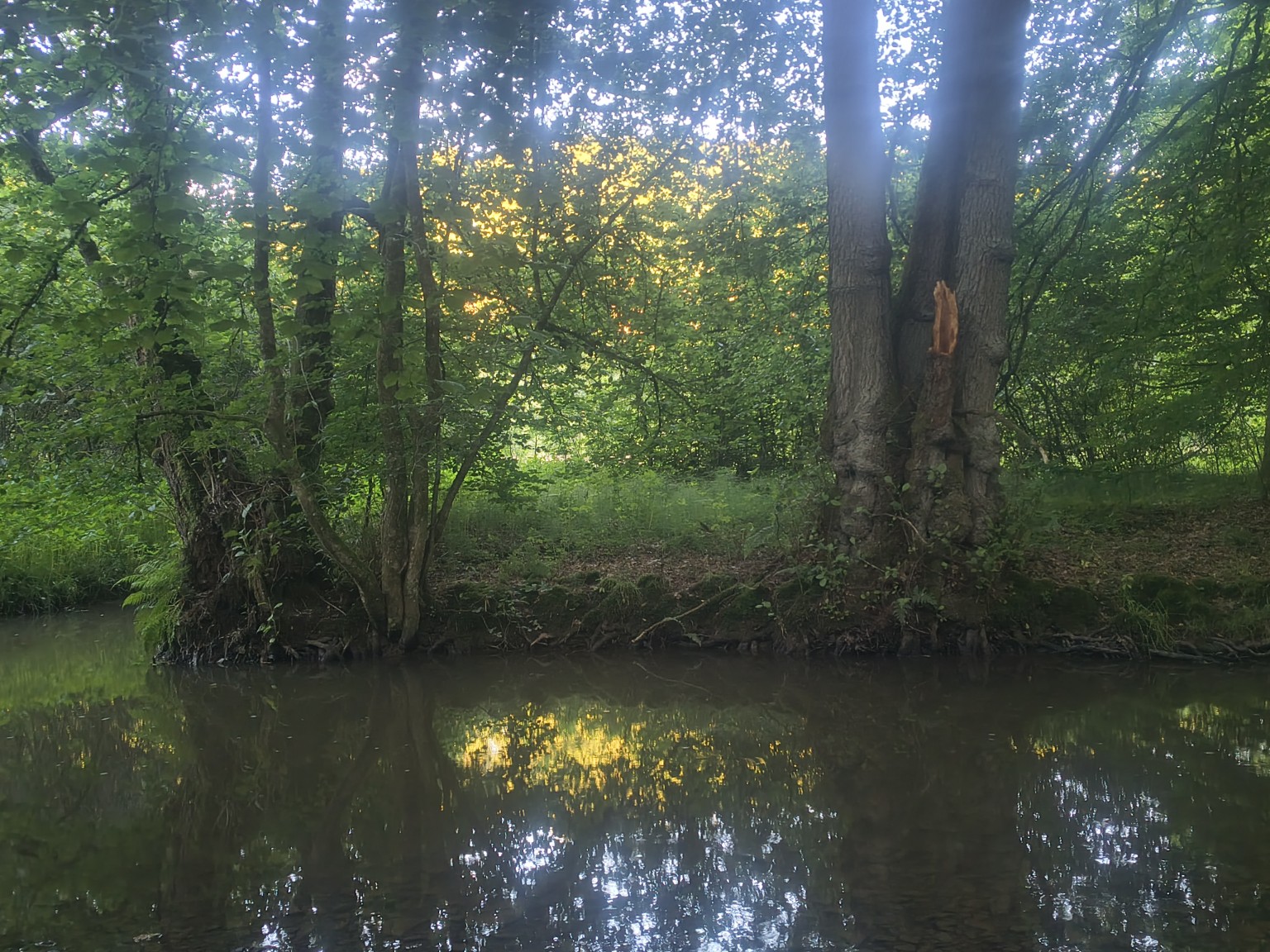Ruhiger Bach im Wald im Abendlicht