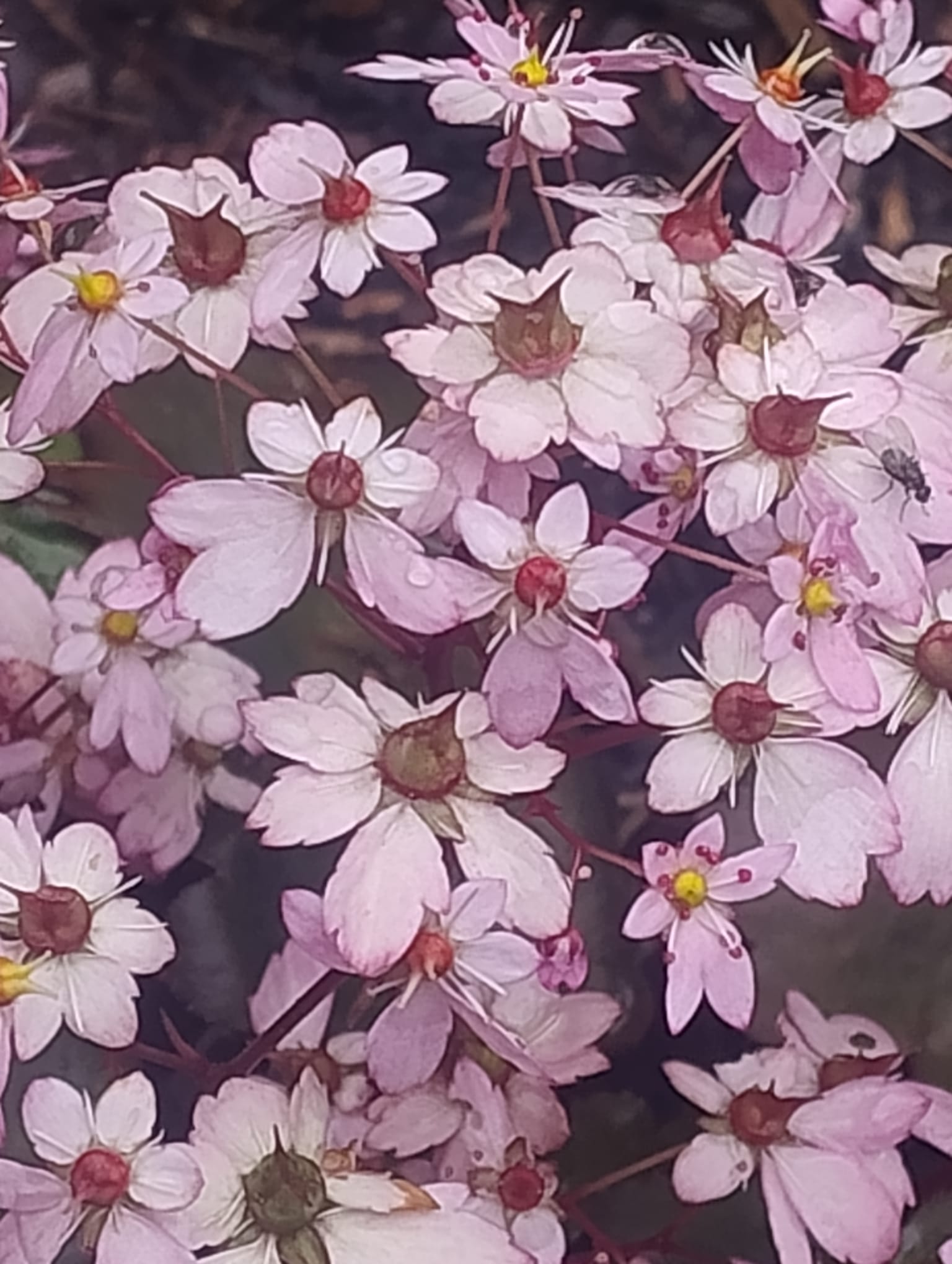 Zarte rosa Blüten