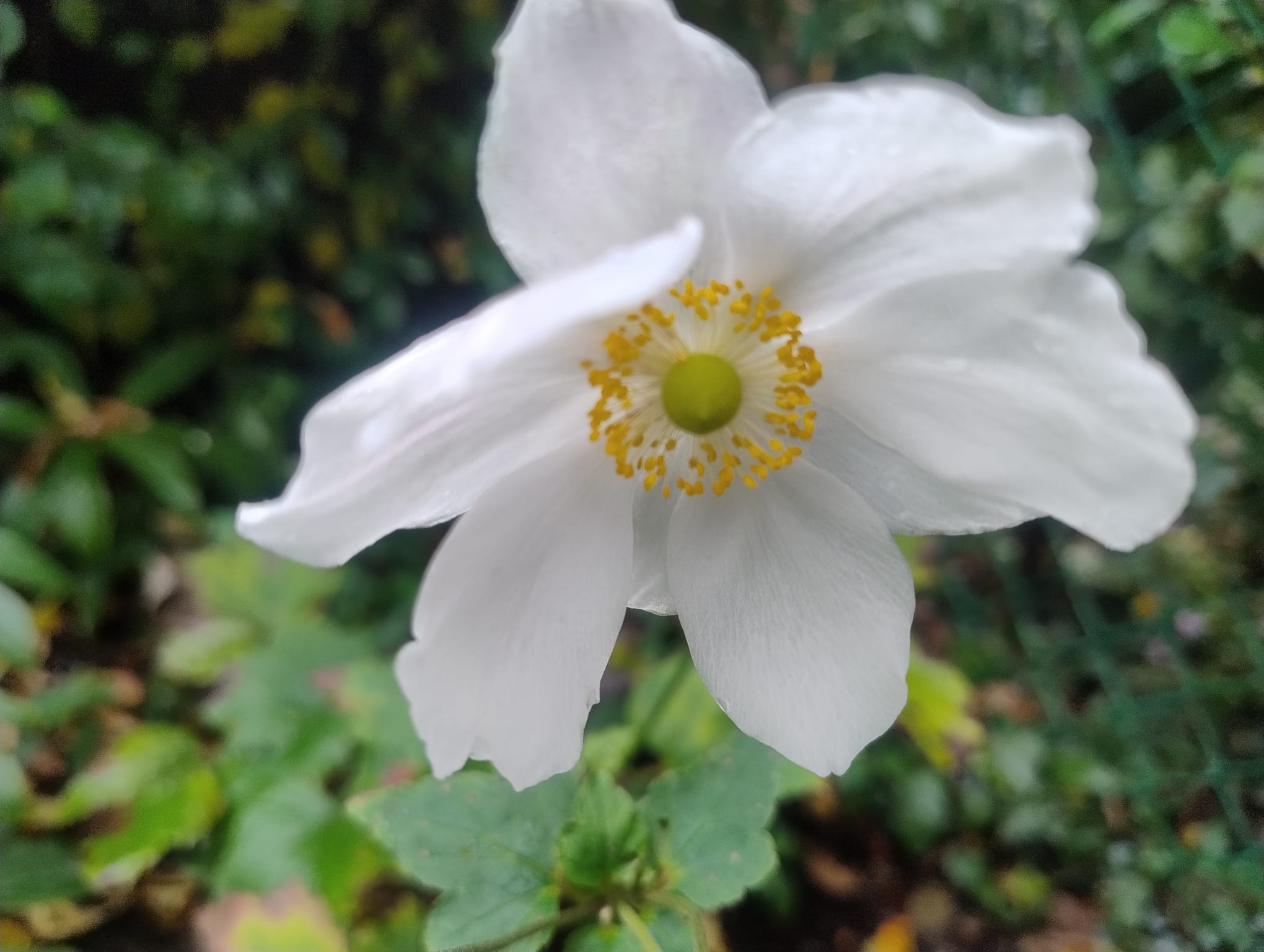 Weiße Blüte im Grünen